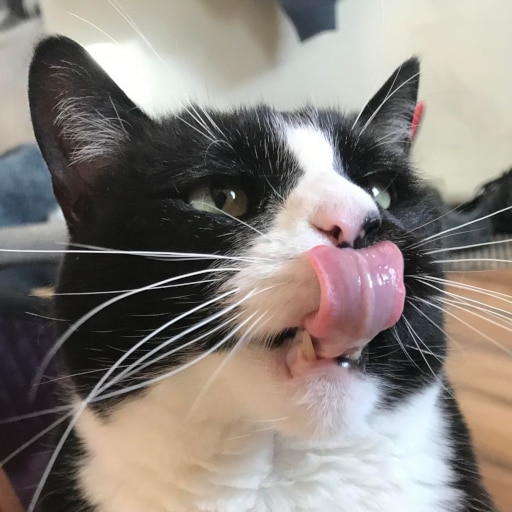 What a beautiful cat !